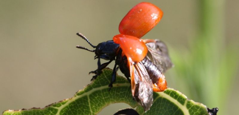 Chrysomela populi